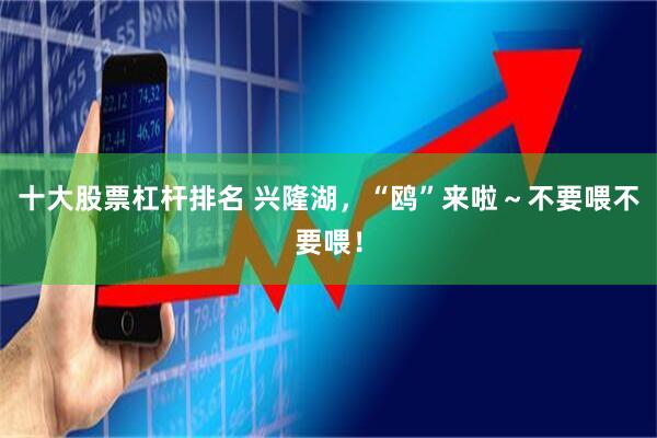 十大股票杠杆排名 兴隆湖，“鸥”来啦～不要喂不要喂！